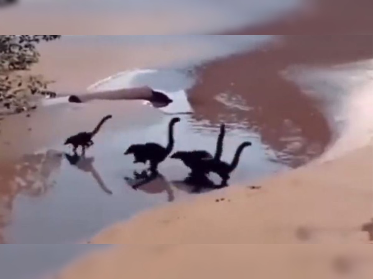 Watch: 'Baby Dinosaurs' running on the beach leaves netizens in shock