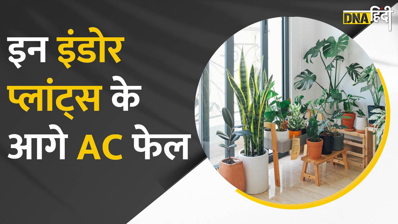 Video : इन Indoor Plants से घर रहेगा ठंडा और हवा की Quality साफ