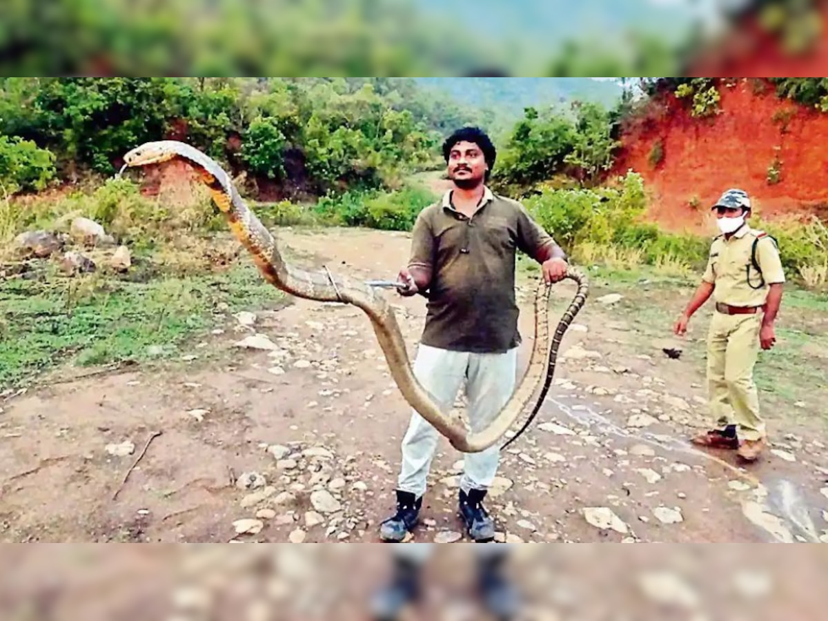 Snake catcher in Andhra Pradesh rescues 13-foot-tall king cobra