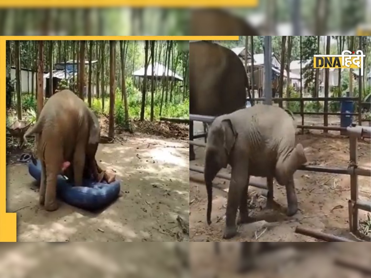 बेड पर लेटा मालिक तो Baby elephant को आ गया गुस्सा, क्यूट हरकत देख दिल हार बैठेंगे आप 