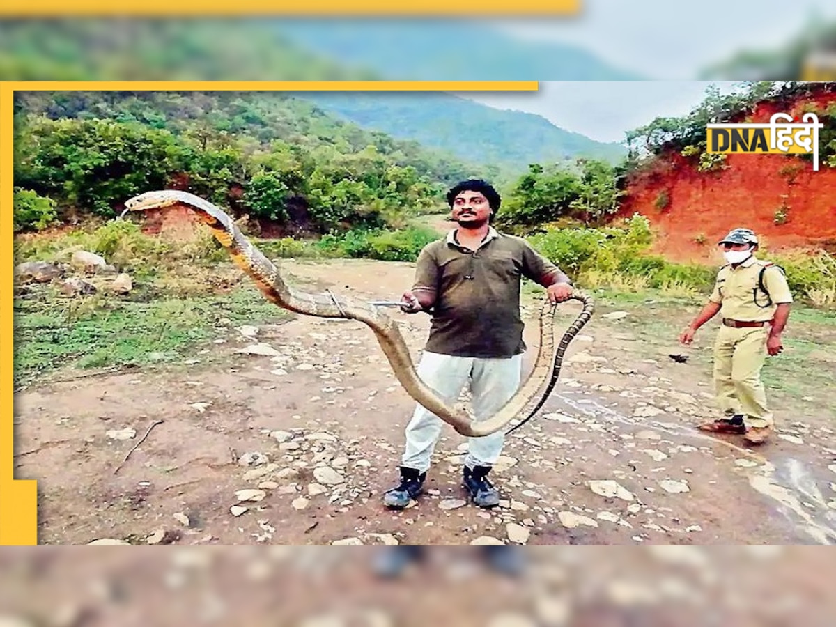 King Cobra Found In Andhra Pradesh 13 फुट के किंग कोबरा को हाथों से पकड़कर, सोशल मीडिया पर छाया यह शख्स 