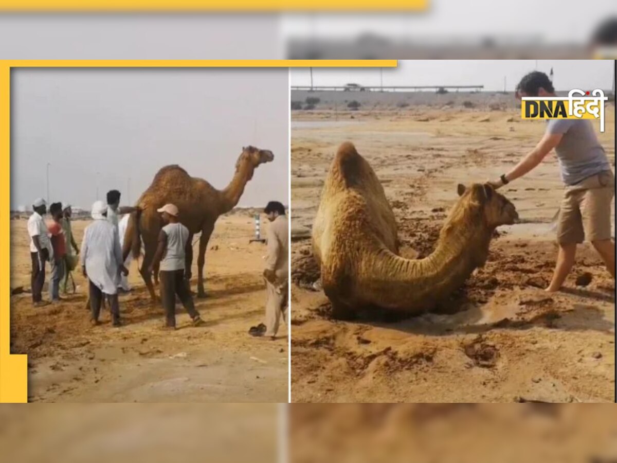 VIRAL VIDEO: गीली रेत में फंसा ऊंट, 15 लोगों ने ऐसे बचाई जान