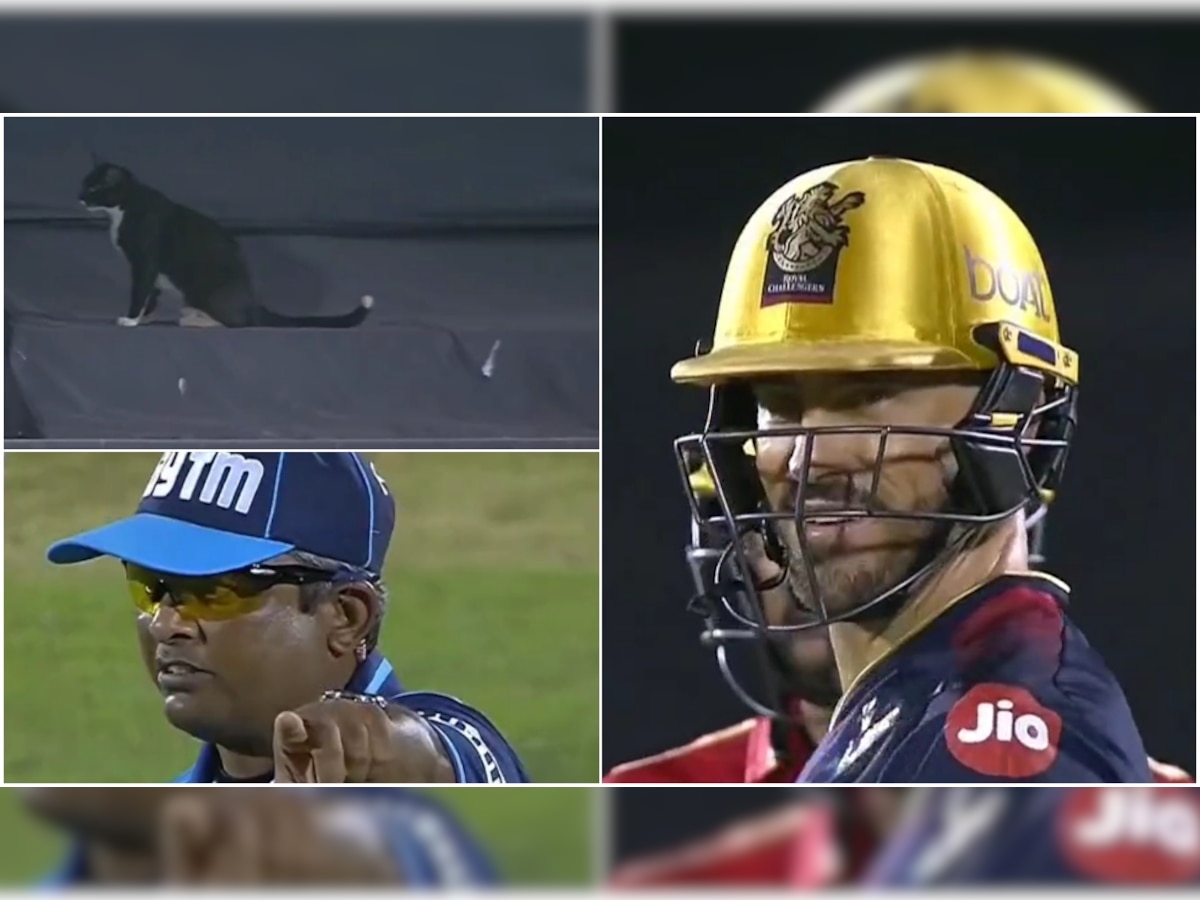 IPL 2022: Hilarious scenes as cat interrupts play during PBKS vs RCB match, video viral