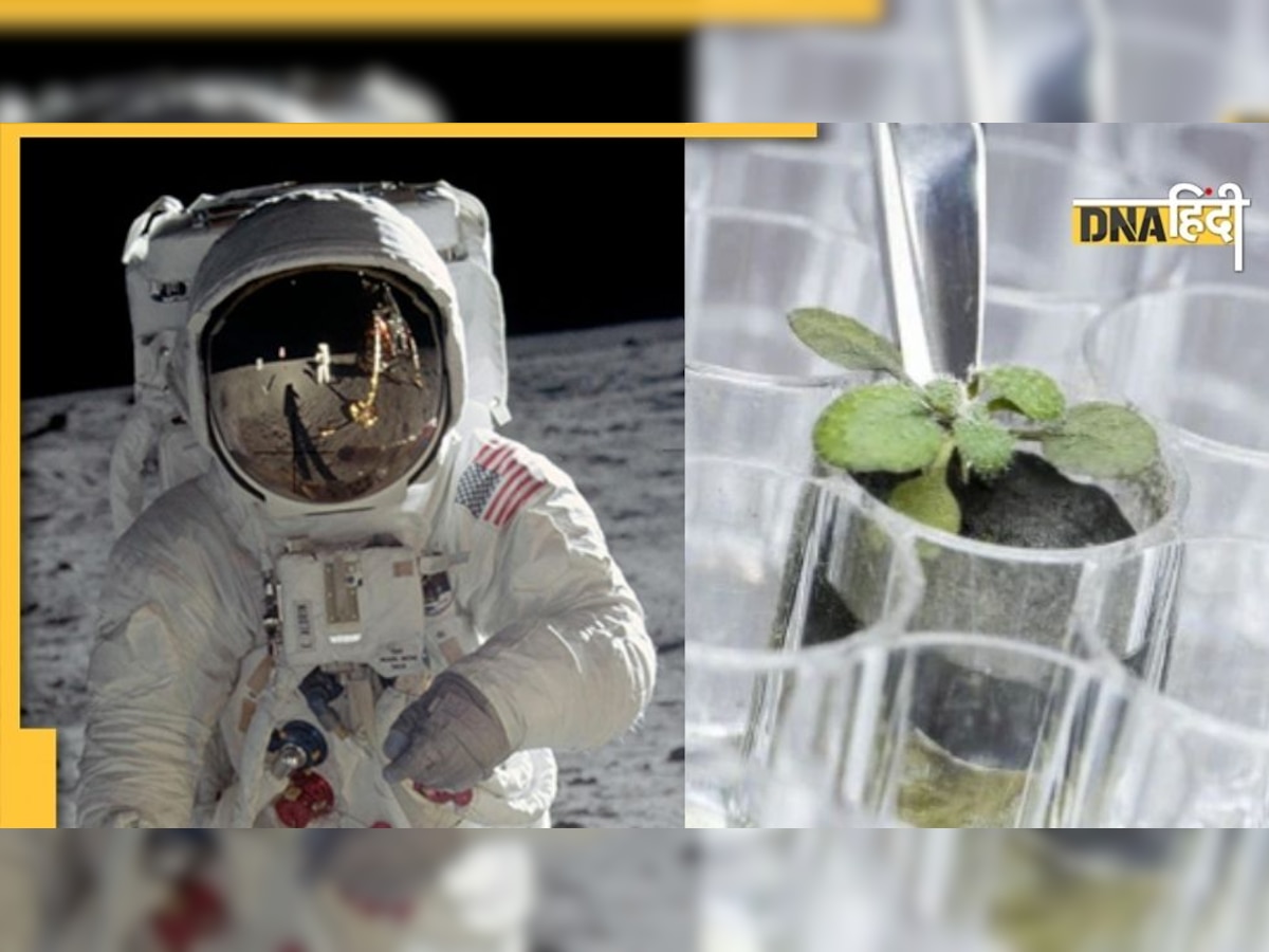 Plant On Moon: चांद की मिट्टी पर उगे 3 पौधे, अब दूर नहीं वहां घर बसाने का सपना