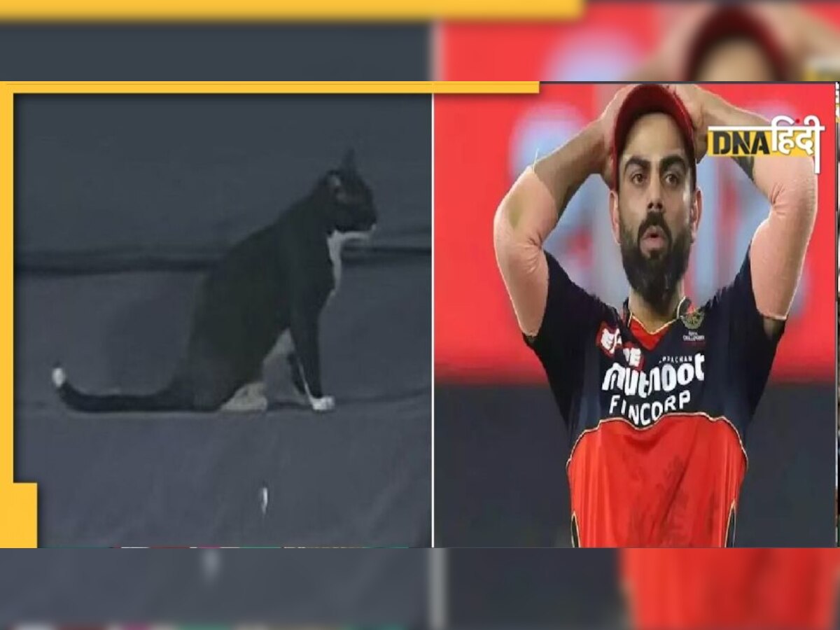 IPL 2022: काली बिल्ली ने फेरा RCB की जीत पर पानी! कोहली बोले- 'Oh God'