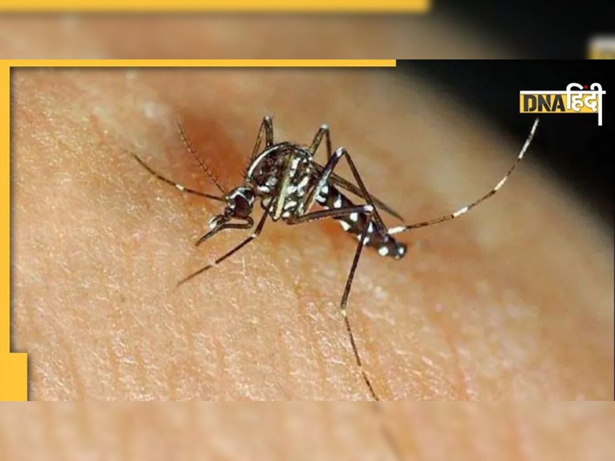 National Dengue Day 2022: कैसे होती है Dengue की बीमारी? क्या हैं बचाव