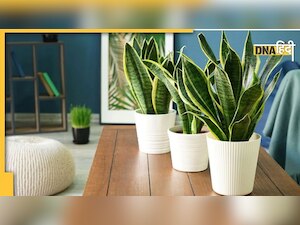Vastu Tips: स्नेक प्लांट दिलाएगा आपको सुख और शांति, जानिए करियर के लिए है कितना फायदेमंद