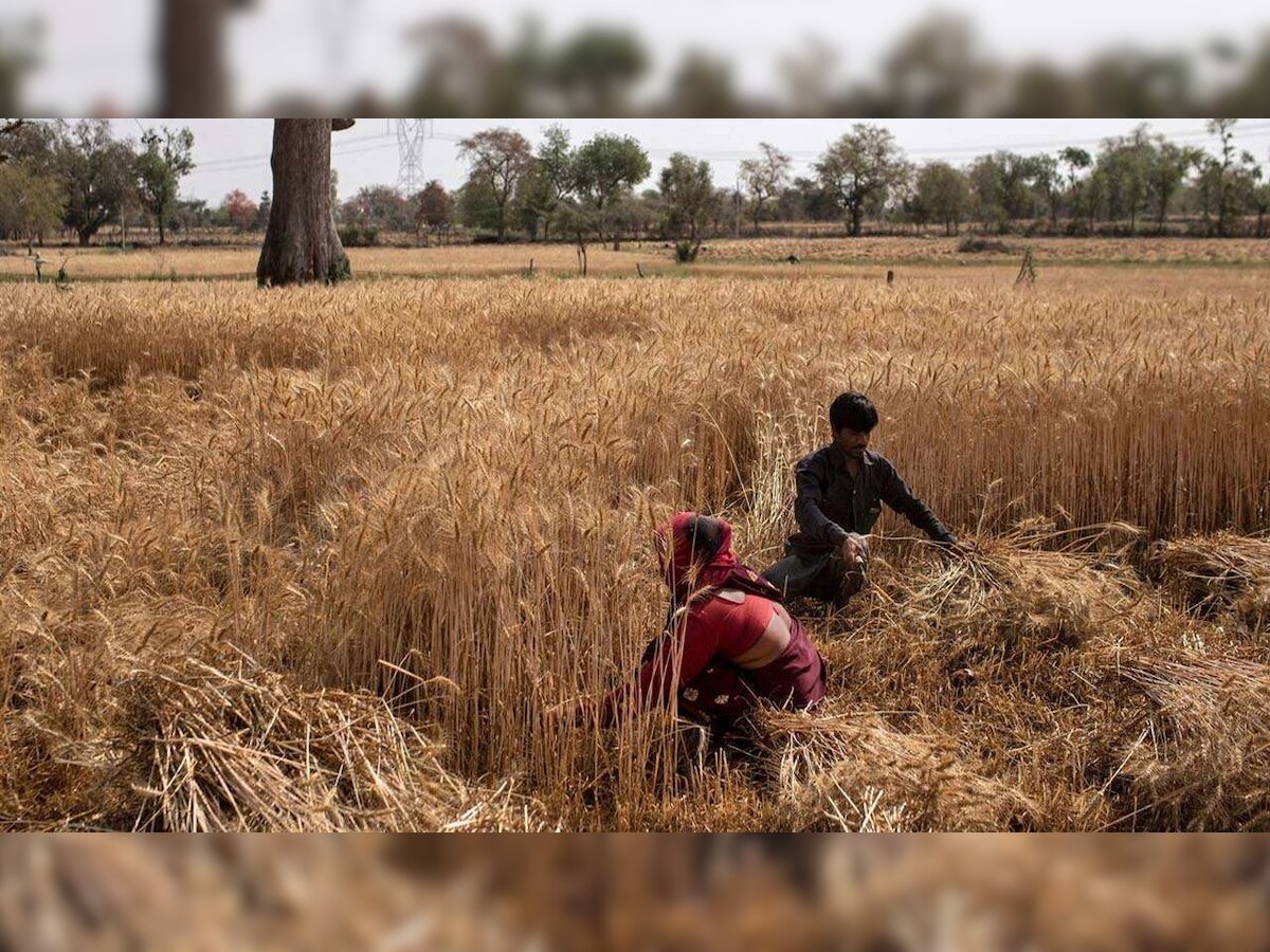 Centre asks wheat-producing states, UTs and FCI to continue procurement till May 31