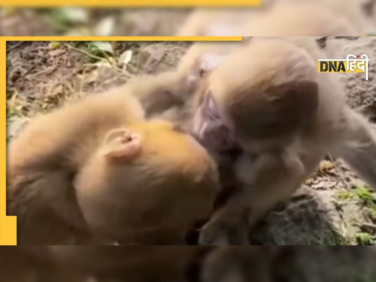 Monkey Kiss: साथी को मनाने के लिए यूं किस करता दिखा बंदर, लोग बोले - बंदरों का इमरान हाशमी