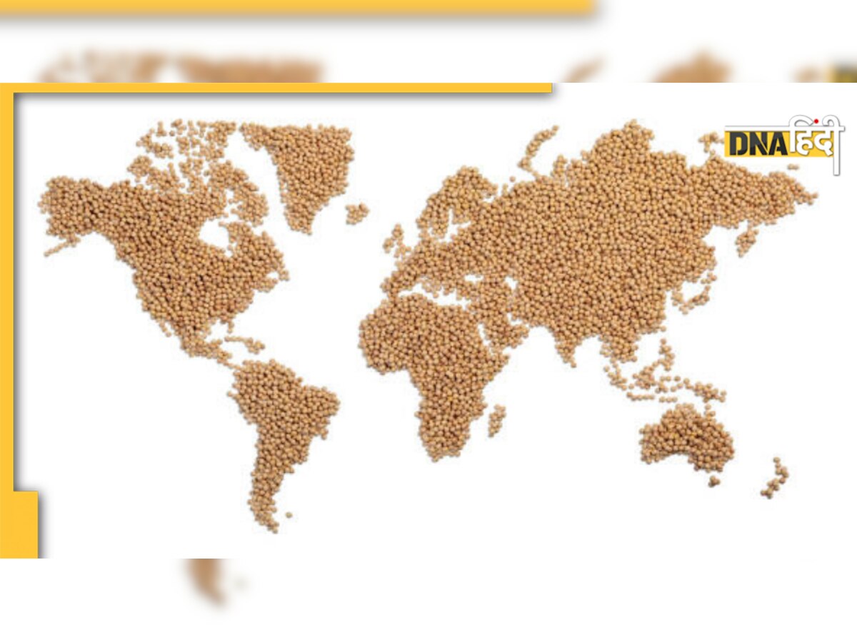 केंद्र सरकार ने wheat export प्रतिबंध में दी ढील, आखिर क्या है वजह?