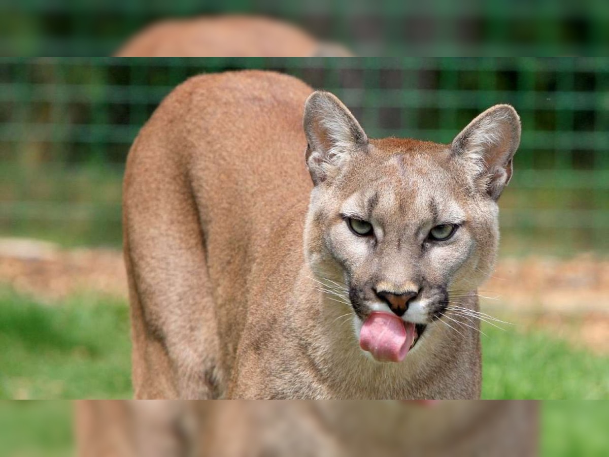 Hero dog defends woman from mountain lion, passerby's pepper spray saves both