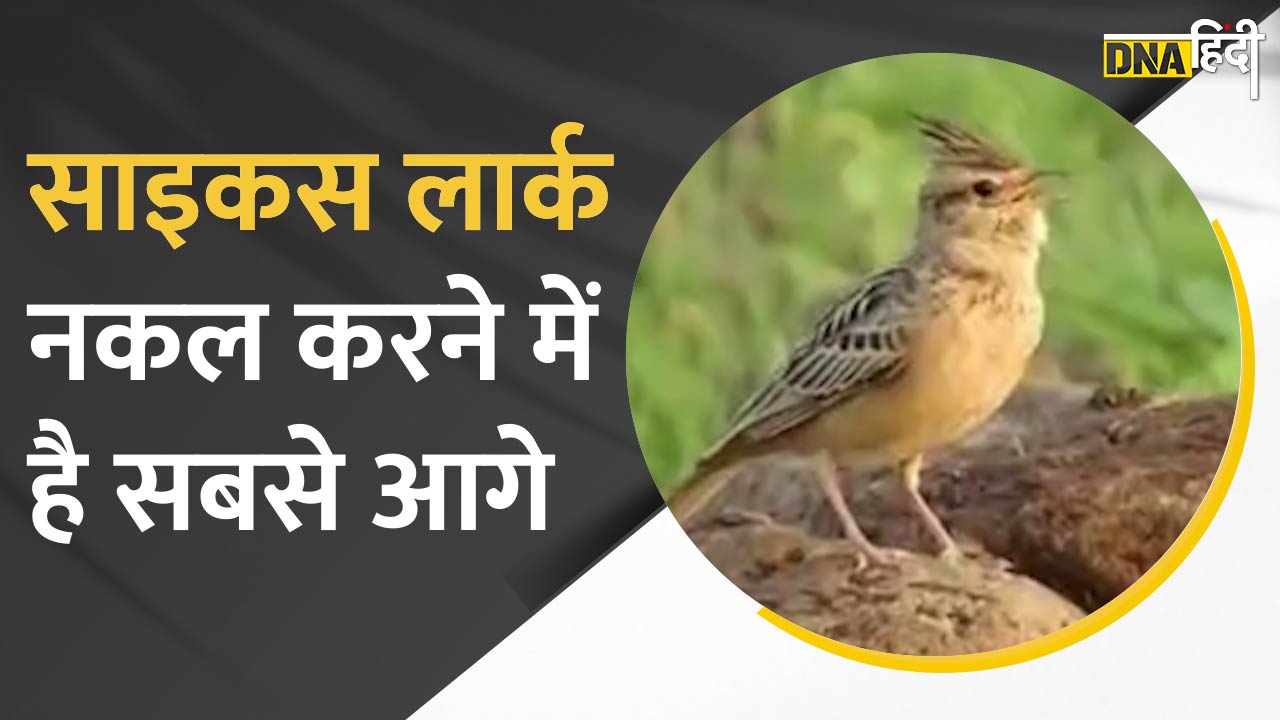 Video: Rajasthan के Pratapgarh में  मिला अजूबा Cycus Lark, 50 तरह की पक्षियों की नकल सुनकर दंग रह जाएंगे