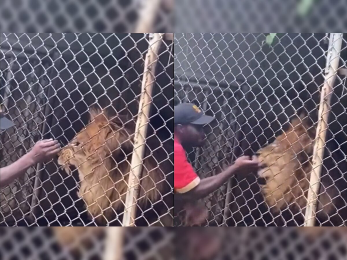 Viral video: Lion bites off zookeeper's finger as he teases it through cage