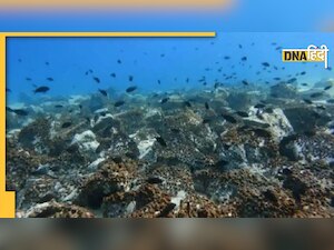 Sugar Under Ocean: समुद्र में मिले चीनी के भंडार, समुद्री घास के नीचे छिपा था यह खजाना 