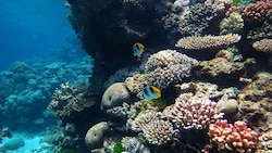 Cancer's cure may lie in coral reefs, claims research