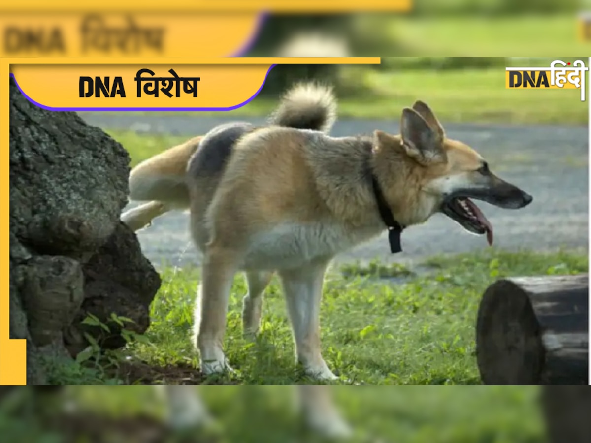 Dog Urinate Reason जानिए क्यों कुत्ते किसी खंबे या गाड़ी के टायर पर ही पेशाब करते हैं?