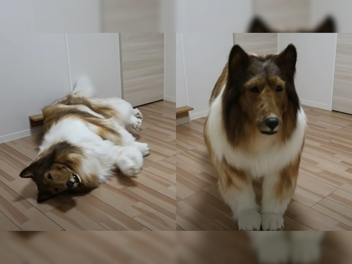 Bizarre! Japanese man pays whopping Rs 12 lakh to turn into a dog, watch  viral transformation