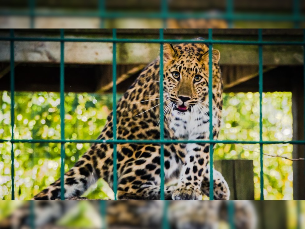 Uttarakhand: Caged leopard burnt alive by villagers in 'revenge killing', 150 people booked