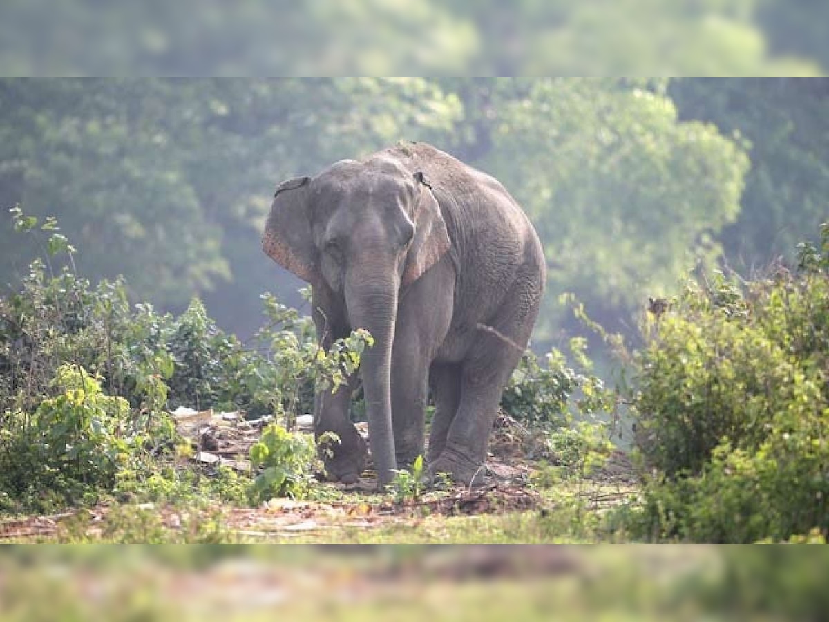 Wild elephant tramples woman to death in Tamil Nadu, second such incident in two days