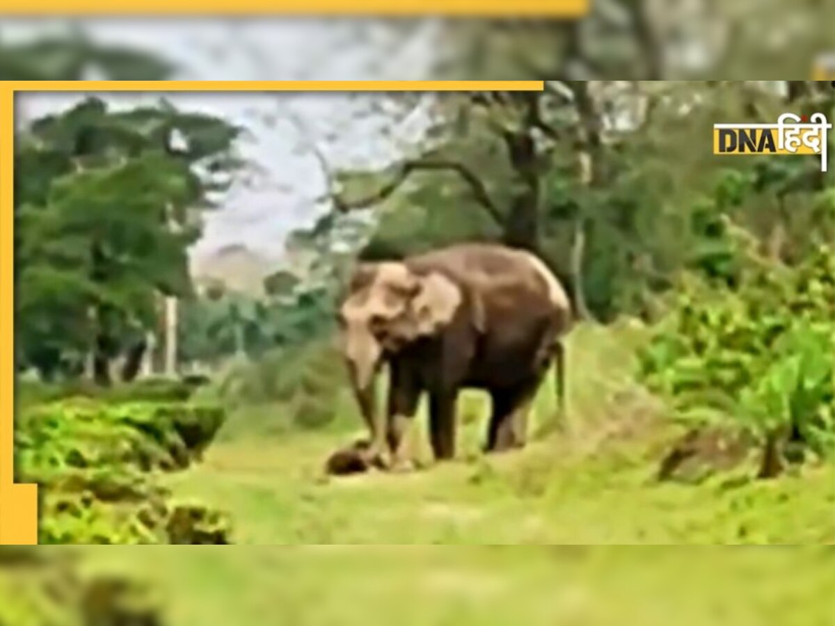 Video: मरे हुए बच्चे को लेकर 7KM तक भागती रही 'मां' हाथी, हालत देख छलक जाएंगे आंसू