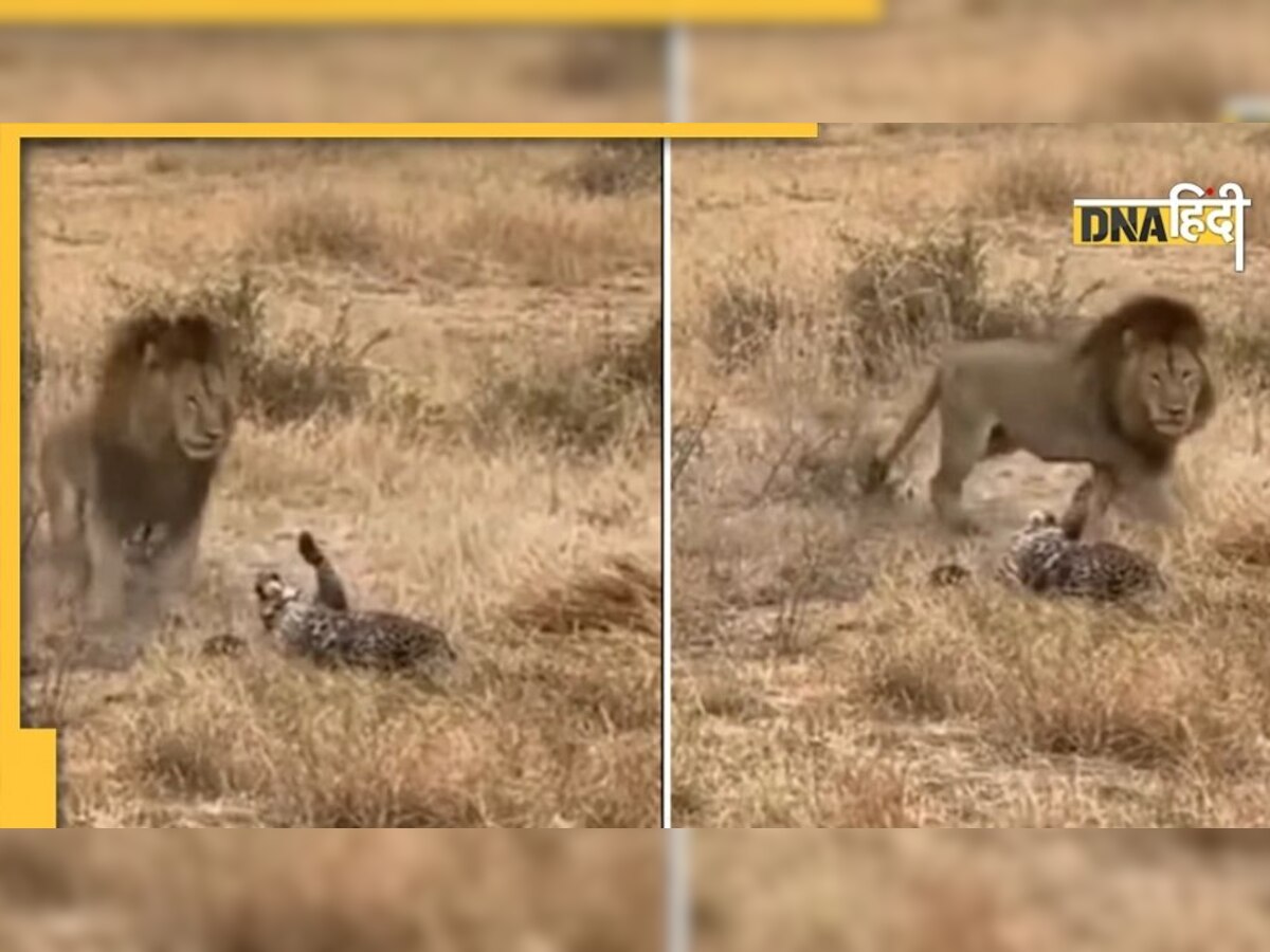 Animal Videos: शेरनियों के बीच तेंदुए को देख भड़का शेर, झपट्टा मारकर किया चारों खाने चित्त