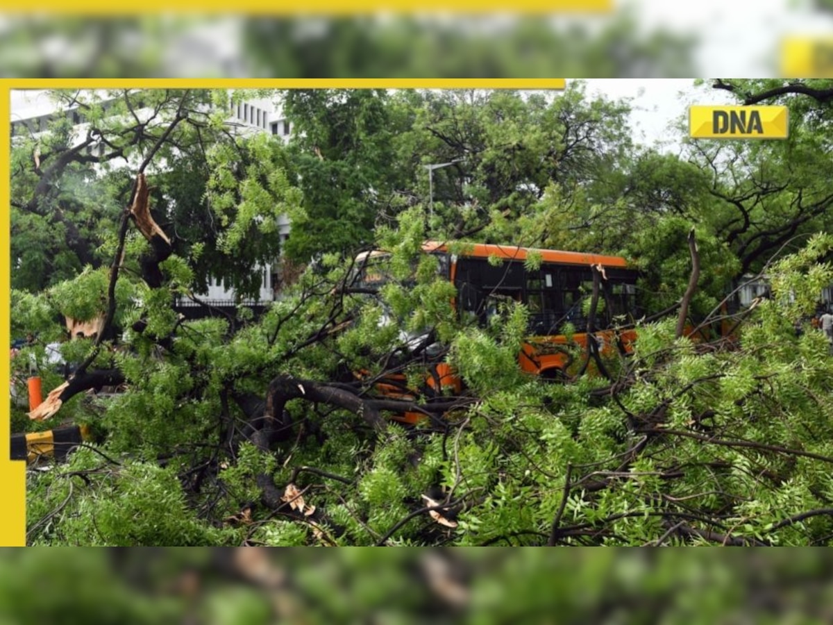 Uprooting of trees in Delhi due to concretisation, declining groundwater levels, claim experts