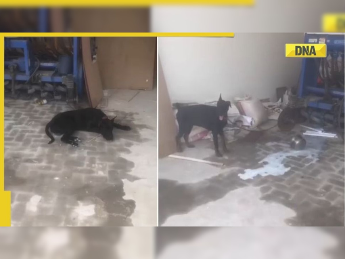 Video shows Sidhu Moose Wala’s pet dogs heartbroken after his death, refusing to eat
