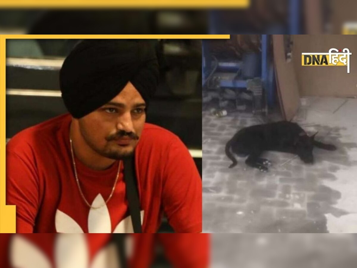 Sidhu Moosewala की हत्या के गम में डूबा उनका डॉगी, इमोशनल वीडियो देखकर रो पड़े लोग