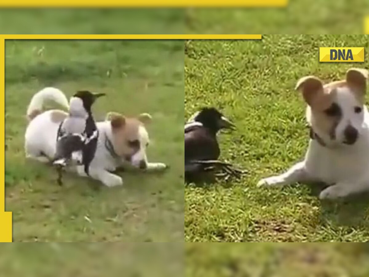 Adorable dog-bird duo playing around in sunny day melts netizens' hearts