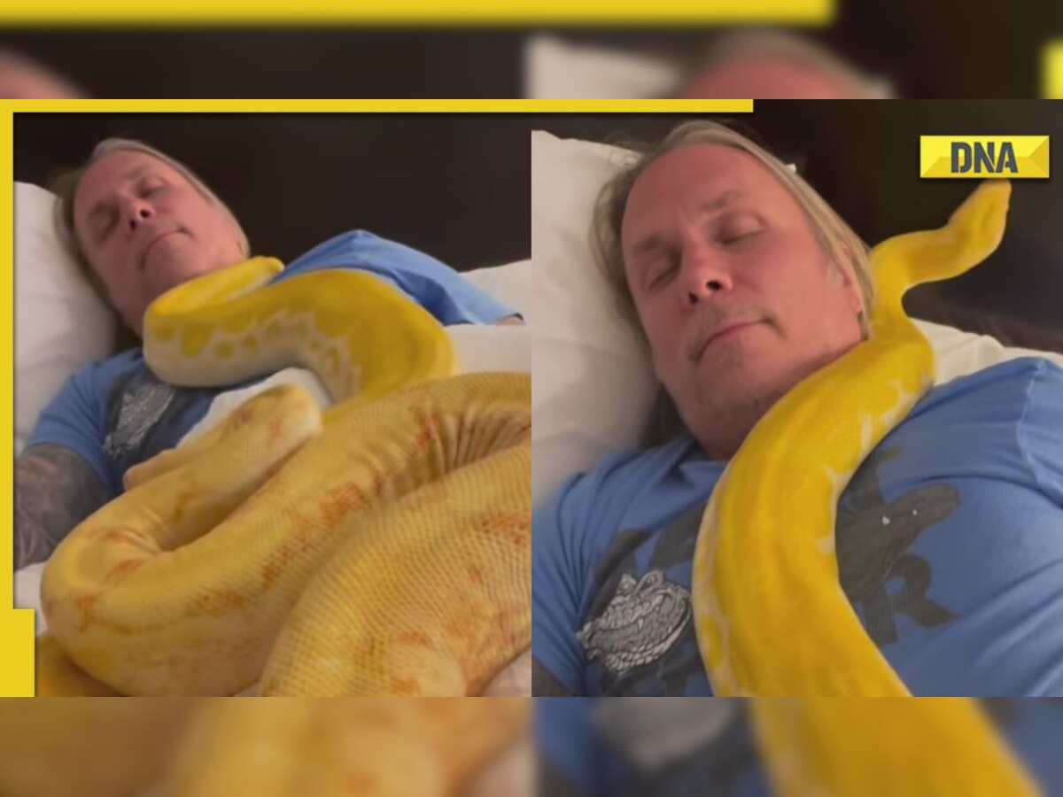 Video of man sleeping comfortably with 2 pythons leaves netizens amazed