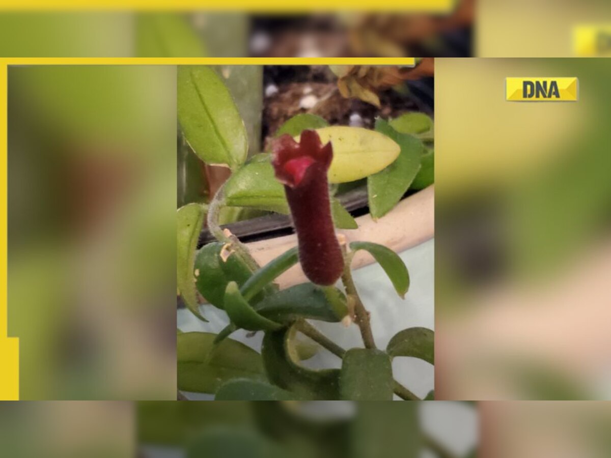 Arunachal Pradesh 'Lipstick' plant rediscovered after 100 years in Anjaw district