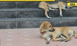 Tamil Nadu man sedates, sexually assaults street dog; animal battling for life in hospital