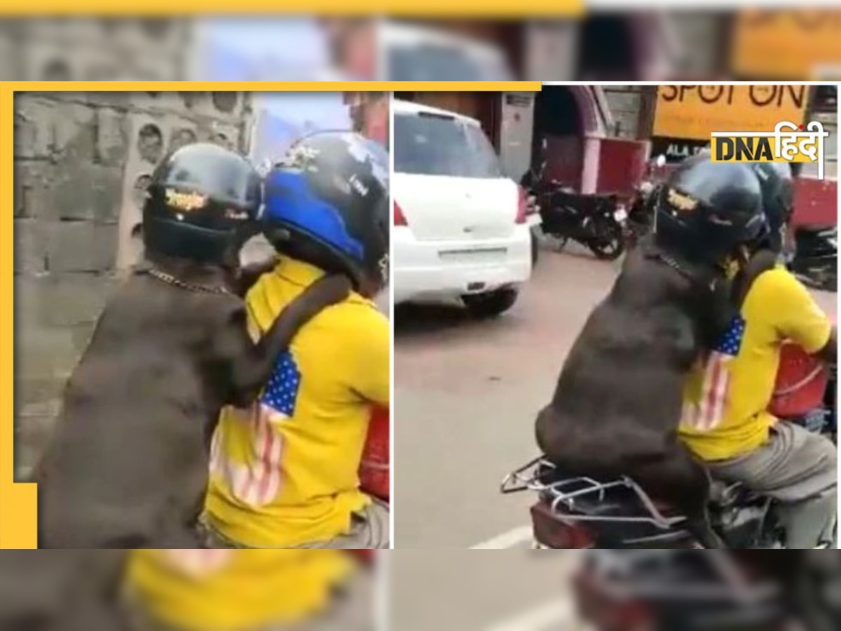 Viral Video: बाइक पर हेलमेट लगाकर घूमता है कुत्ता, देखकर लोगों ने जोड़े हाथ