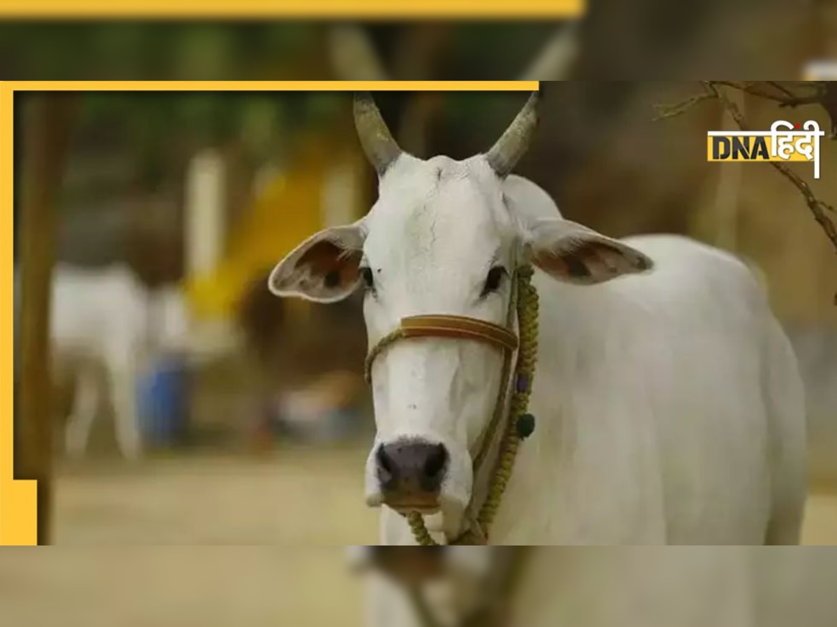 सड़क पर गाय खुली छोड़ना शख्स पर पड़ा भारी, गुजरात की अदालत ने सुनाई सजा