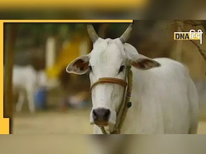 Gau Mutra: इस राज्य की कांग्रेस सरकार खरीदेगी गोमूत्र, जानिए क्या है रेट