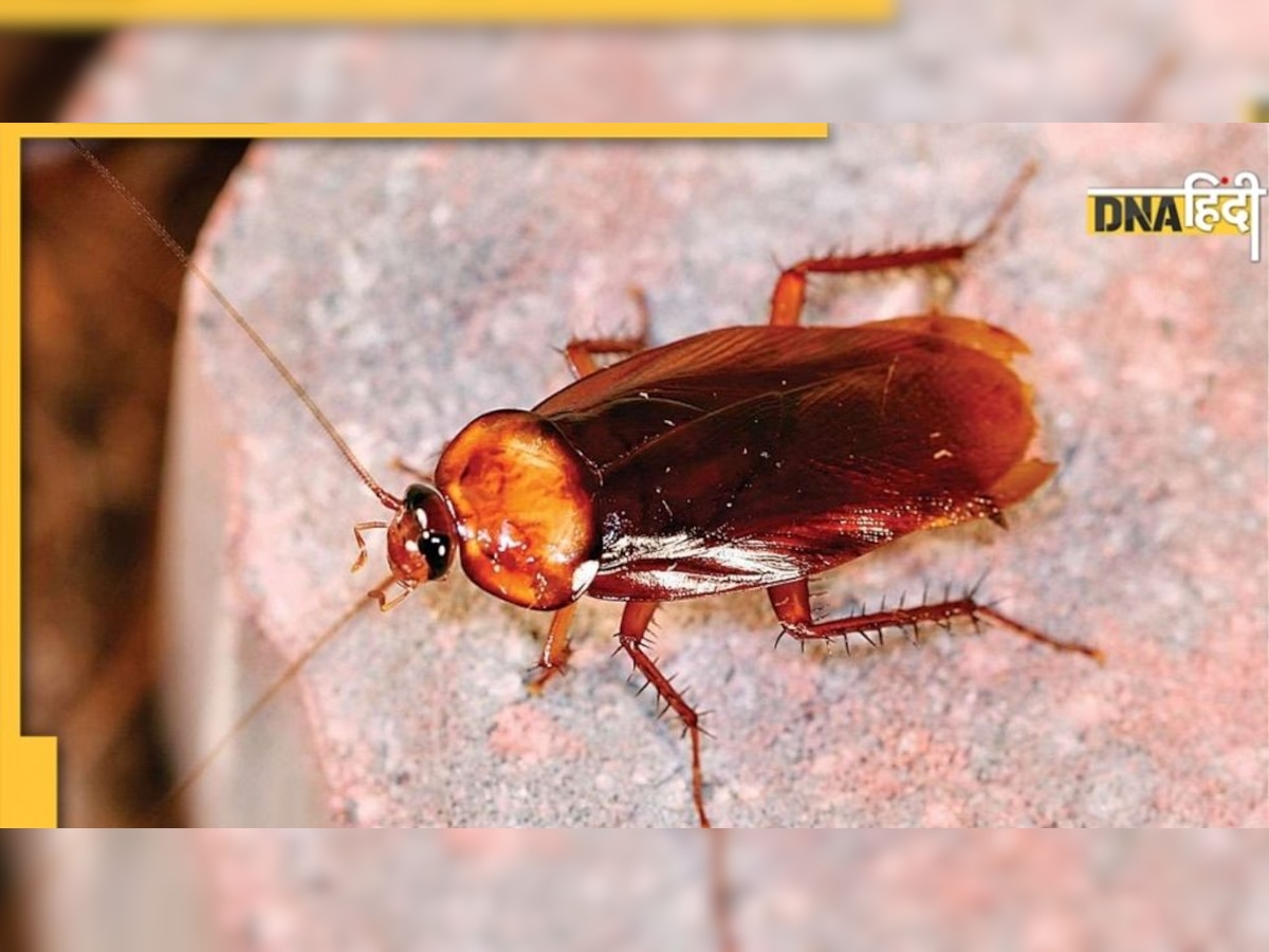 सुनवाई के दौरान कोर्टरूम में अचानक आ गए सैकड़ों Cockroach,  रोकनी पड़ी बहस