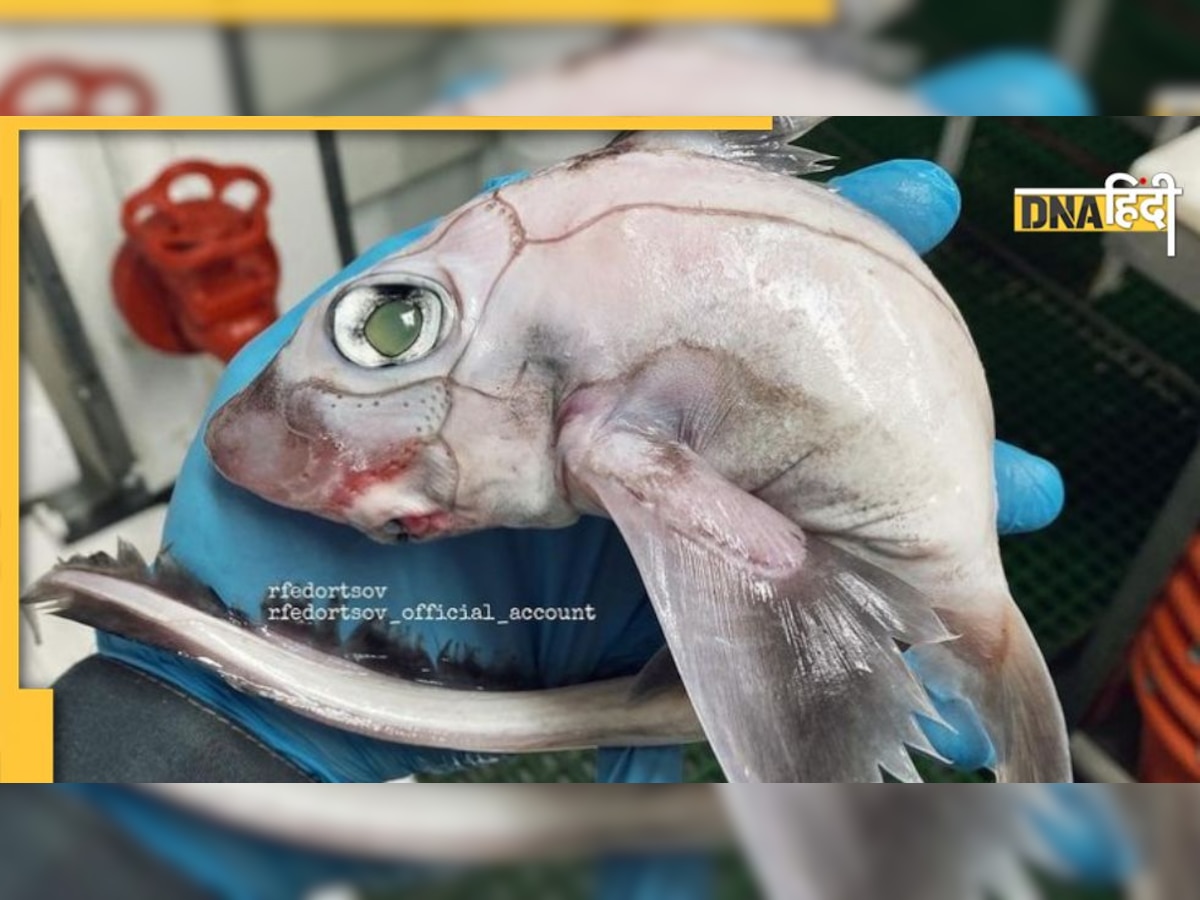 Weird Fish: बहुत डरावनी दिखती है यह मछली, शक्ल की वजह से पड़ा ऐसा नाम