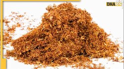 Health Tips : तंबाकू की लत से छुटकारा दिलाएगी ये ट्रिक, आज ही कीजिए इस्तेमाल