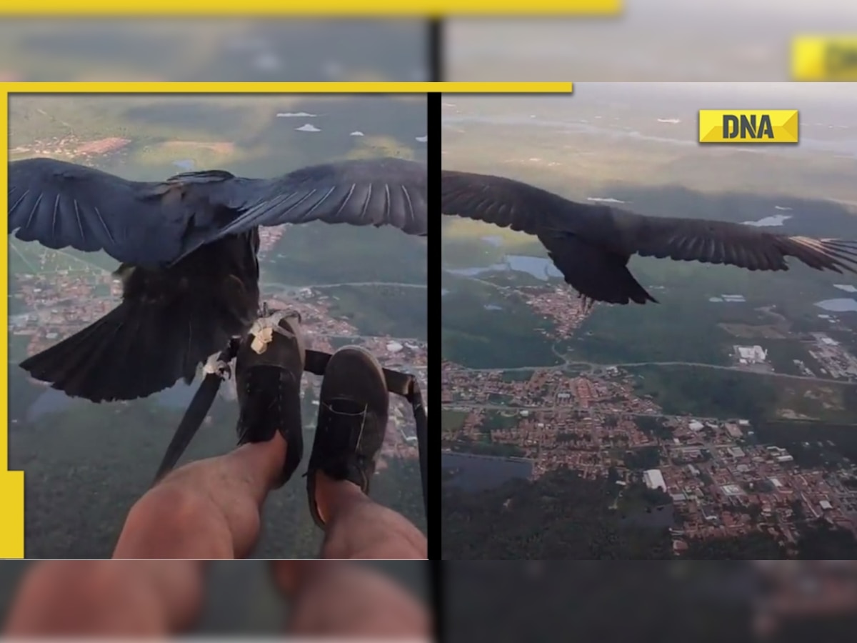 Video of man paragliding with vulture goes viral, leaves internet amazed