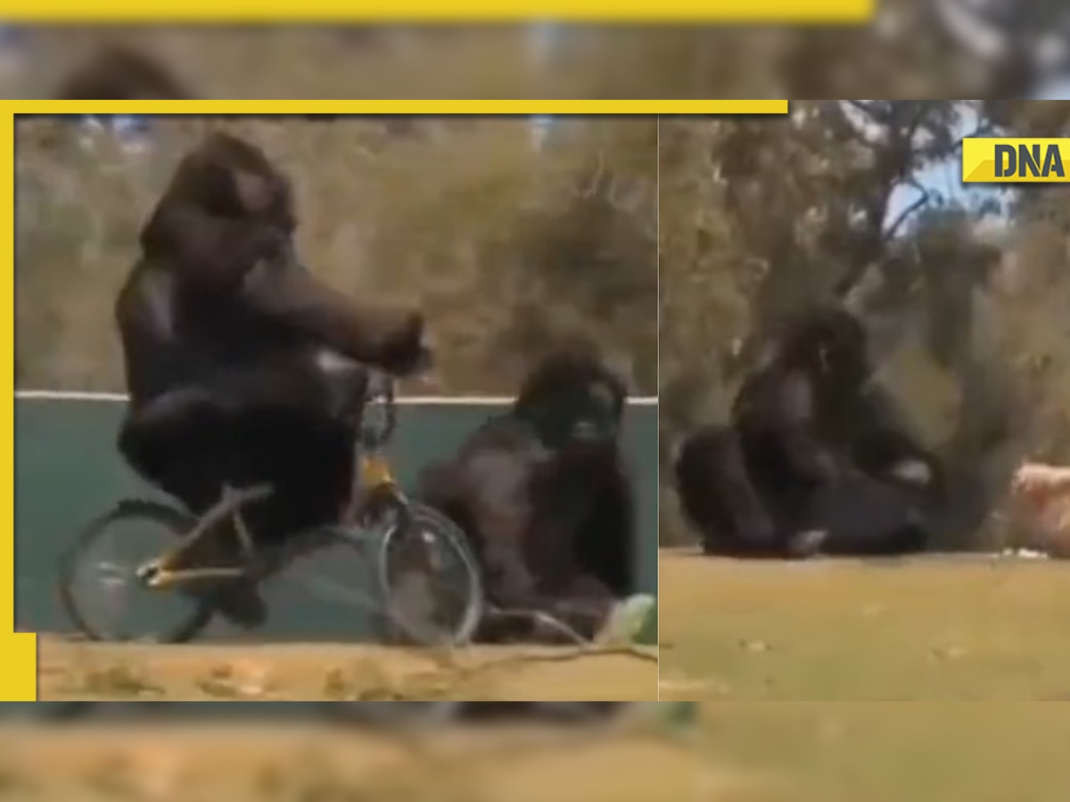 Viral! Gorilla falls down while riding bicycle in hilarious video