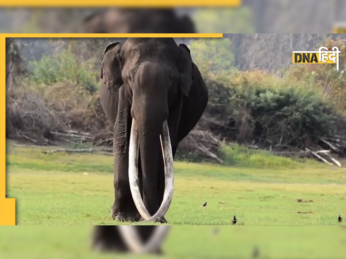 Bandipur National Park में सबसे लंबे दांत वाले हाथी भोगेश्वर की मौत