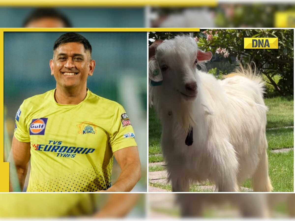 'G.O.A.T spotted': Netizens react as MS Dhoni brings home a goat, wife Sakshi shares video