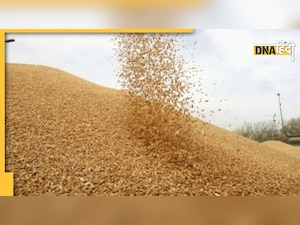 UAE Banned Indian Wheat Export: यूएई ने भारतीय गेहूं के निर्यात पर 4 महीने की रोक लगाई