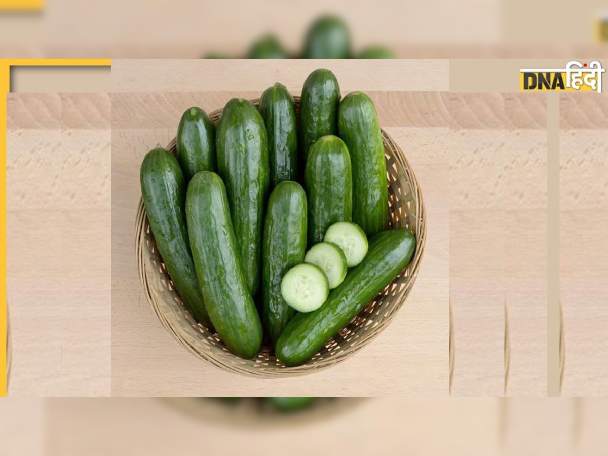 Cucumber  Benefits: डिहाइड्रेशन ही नहीं, डायबिटीज और कोलेस्ट्रॉल तक में फायदेमंद है खीरा, जानें खाने का सही समय और तरीका