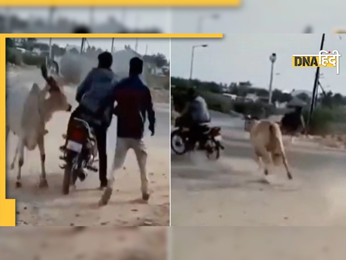 Viral Video: गुस्से में लाल गाय ने लड़कों को दौड़ाया, दोबारा पंगा लेने से पहले 100 बार सोचेंगे अब