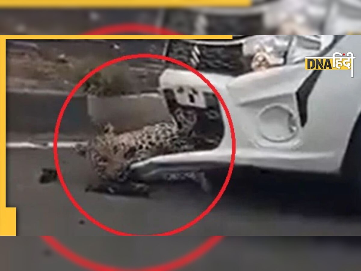 Viral Video: कार से टकराने के बाद बोनेट में फंसा तेंदुआ, यूं बची जान