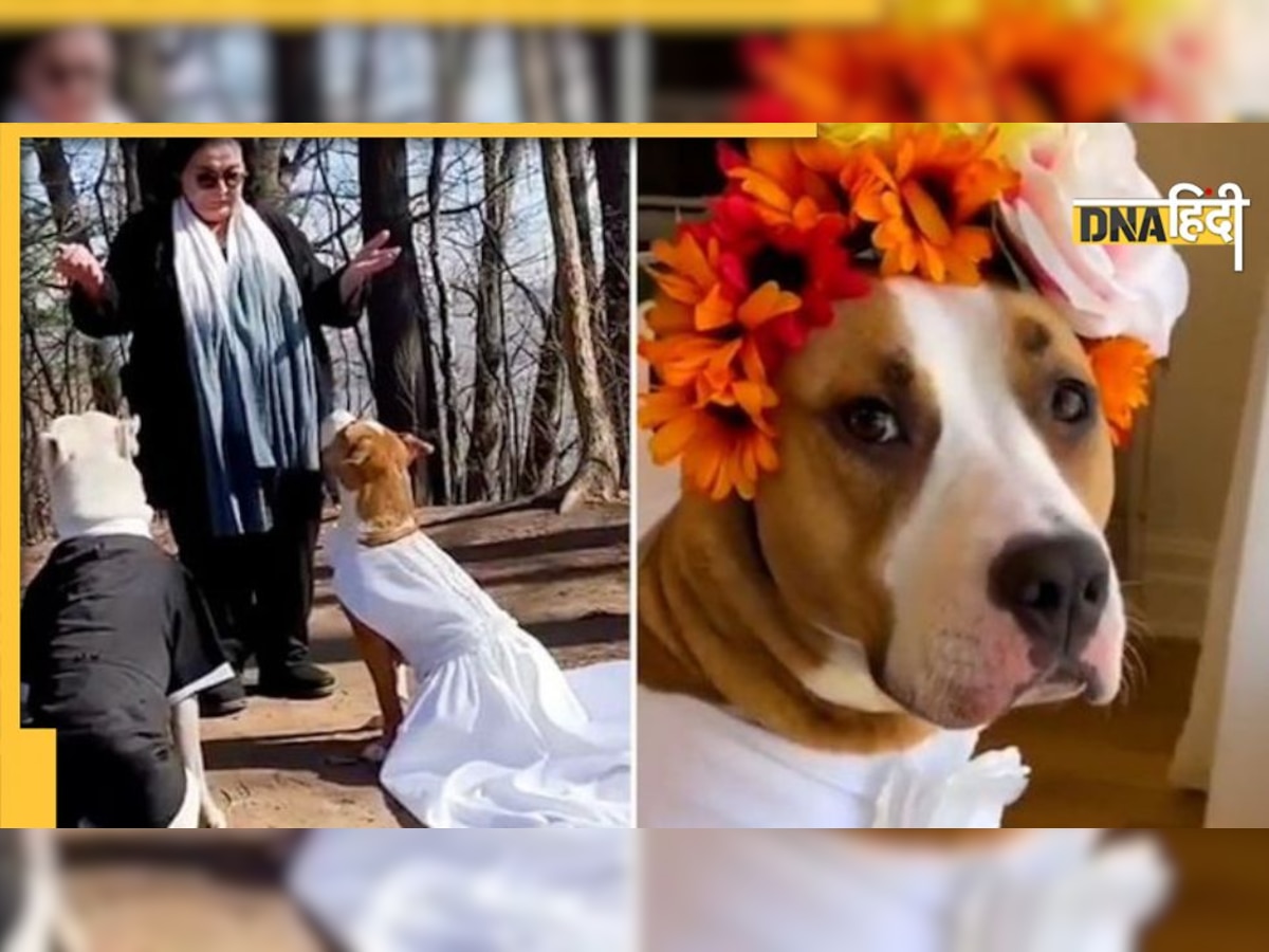 Video: कुत्ते की शादी का वीडियो वायरल, देखकर आपको हो सकती है जलन