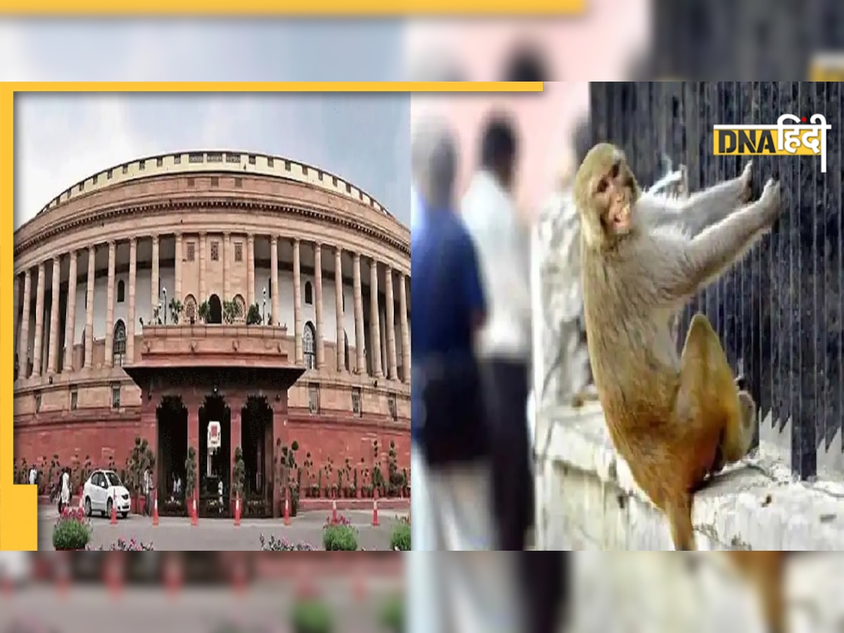 Parliament Premises Monkeys: संसद परिसर में बंदरों को भगाने के लिए 4 लोगों की नियुक्ति, निकालेंगे लंगूरों जैसी आवाज