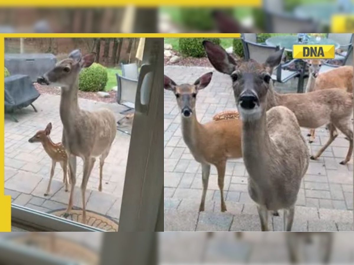 Watch: Mother deer introduces her newborn to a woman for cookies