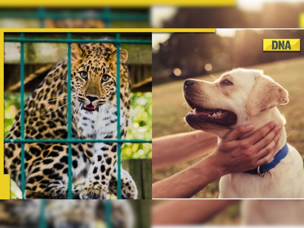 Gujarat: Girl adopts leopard after losing her pet dog, goes viral